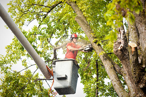 Gainesboro, TN Tree Service Company